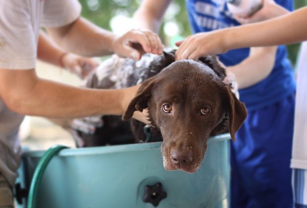 best dog shampoo