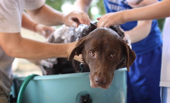 best dog shampoo