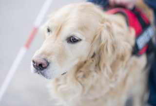 Service dogs for anxiety