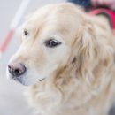 Service dogs for anxiety
