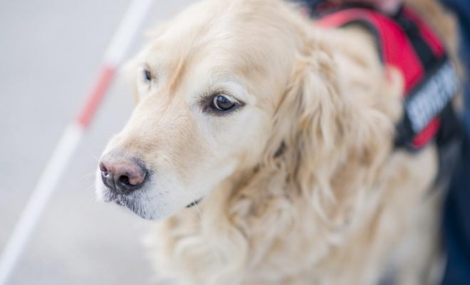 Service dogs for anxiety